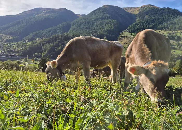 Gemuetliches Walliser Nahe Aletschgebiet Daire Goms